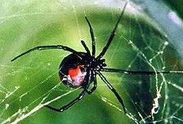 Imagem ilustrativa de Controle de pragas aranhas