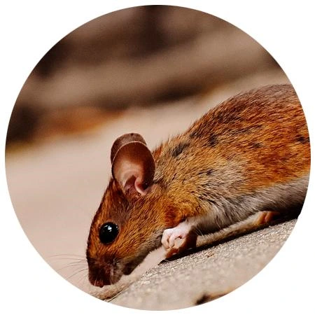 Imagem ilustrativa de Controle de pragas e roedores