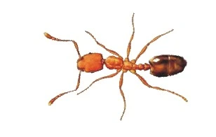 Imagem ilustrativa de Controle de pragas urbanas formigas