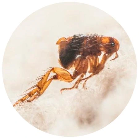Imagem ilustrativa de Dedetização contra pulgas