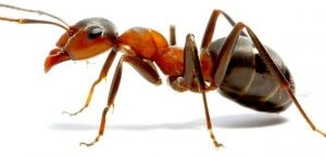 Imagem ilustrativa de Dedetização de formigas doceiras
