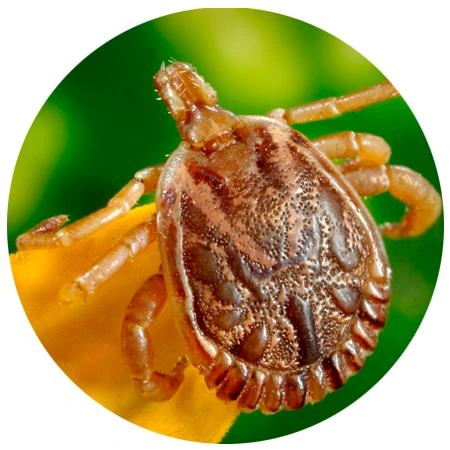 Imagem ilustrativa de Dedetização de insetos
